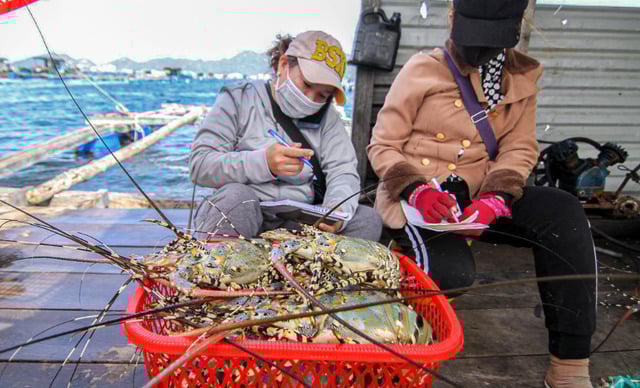 Xuất khẩu tôm hùm bứt phá