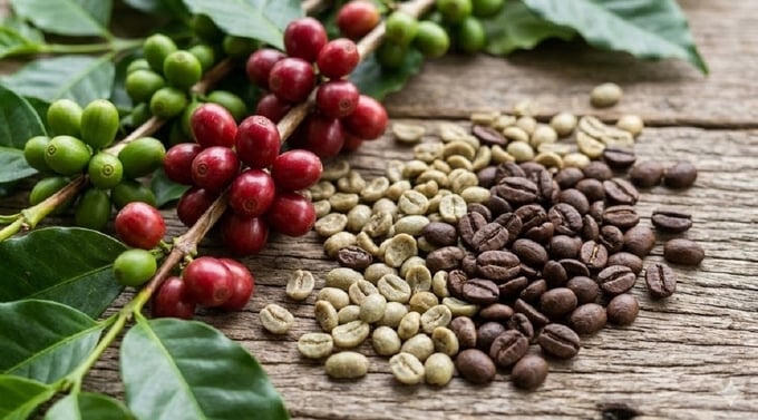 Giá cà phê giữ mốc 94.000 đồng/kg