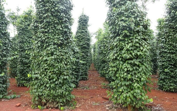 Hồ tiêu Việt Nam. Ảnh: Nguyễn Thủy.