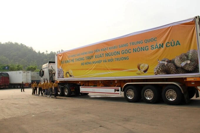 Lô sầu riêng xuất khẩu sang Trung Quốc bằng luồng xanh vào cuối tuần qua. Ảnh: CTV.