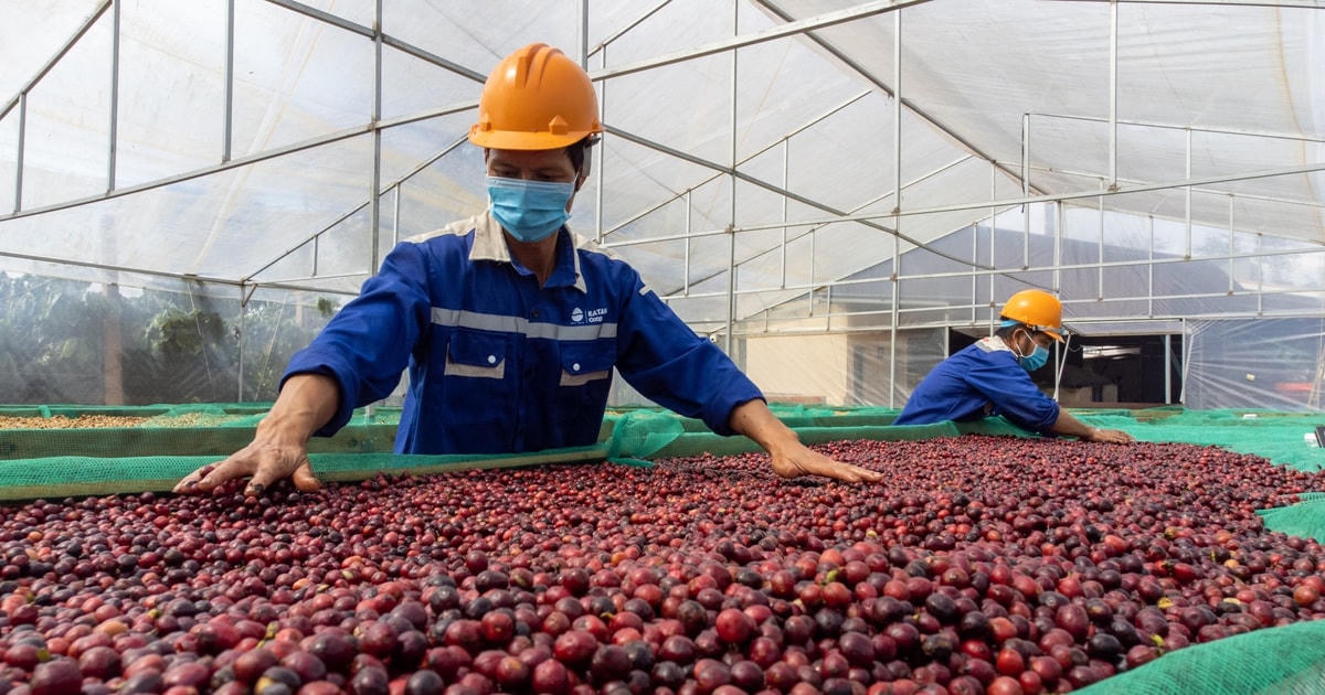 Vừa thu về 99.000 tỷ đồng, Tập đoàn cafe lớn nhất Việt Nam dự kiến rót 150 triệu USD xây nhà máy mới