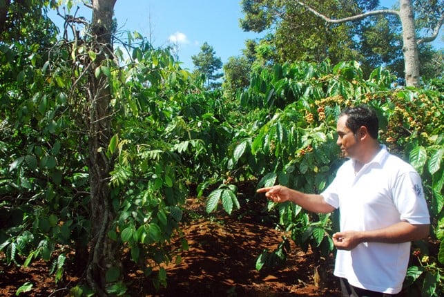 Hành trình thích ứng EUDR: Chuyển mình minh bạch, bền vững. Nguồn: Thời báo Ngân hàng.