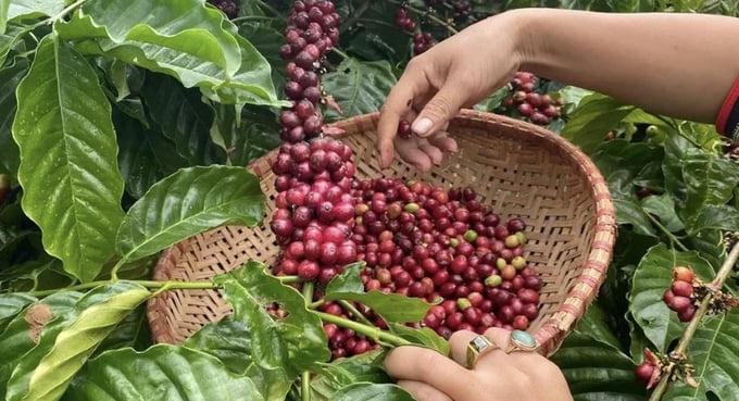 Giá cà phê quay đầu giảm nhẹ cuối tuần.