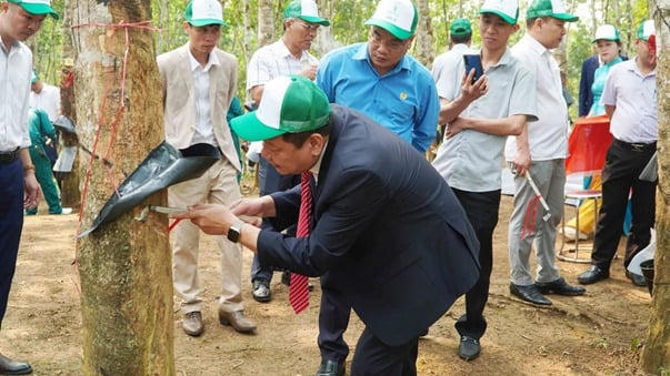 Lãnh đạo Công ty Cổ phần Cao su Lai Châu II khai dao nhát cạo đầu tiên cho mùa thu hoạch năm 2026. Ảnh: Nguyễn Tùng.