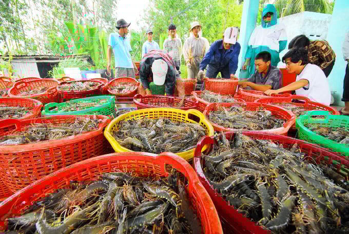 132 doanh nghiệp tôm Việt Nam gánh mức thuế chống bán phá giá tôm ở mức kịch khung ở mức 25,76%. (Ảnh minh họa)