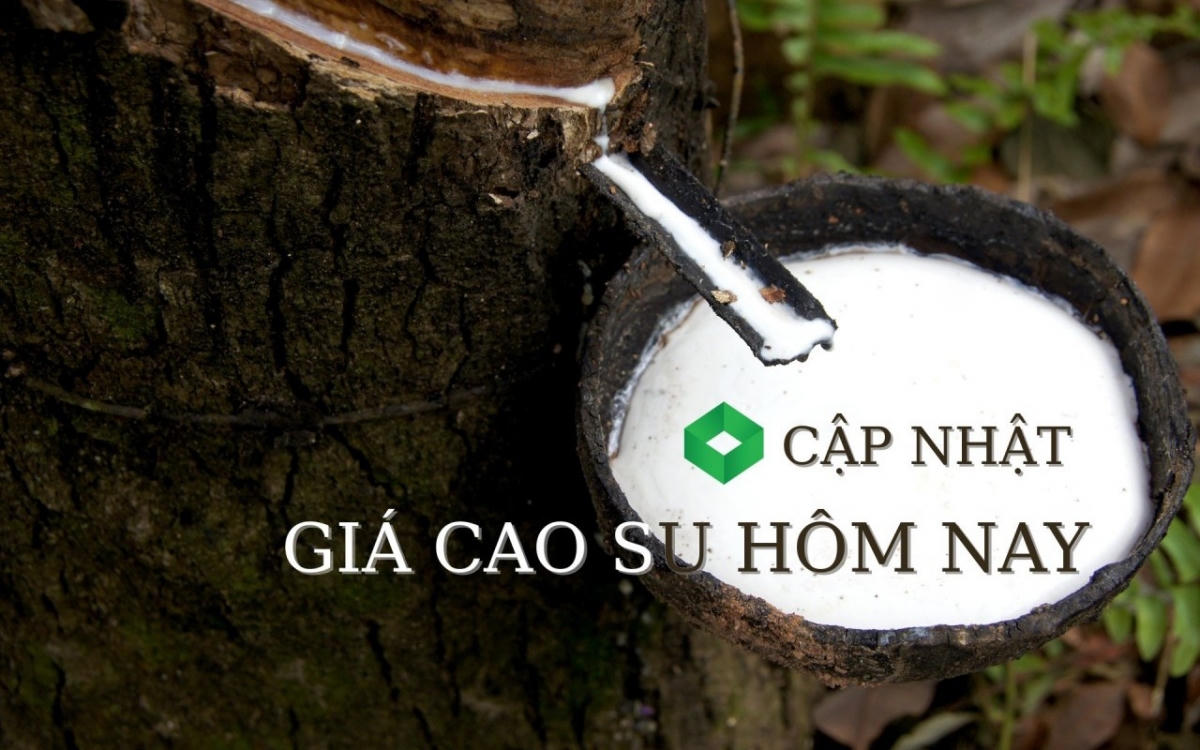 Giá cao su ngày 21/5: Đồng loạt tăng
