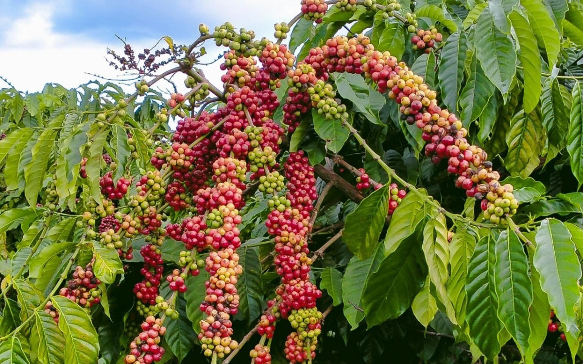Giá cà phê hôm nay 22/5: giảm nhẹ, hồ tiêu neo 142.000 đồng/kg