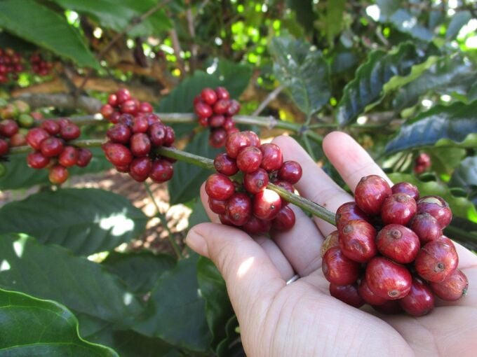 Giá cà phê tăng, hồ tiêu ổn định. (Ảnh minh họa)