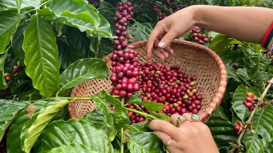 Giá cà phê hôm nay 27/5: Trong nước tăng nhẹ lên 87.900 đồng/kg