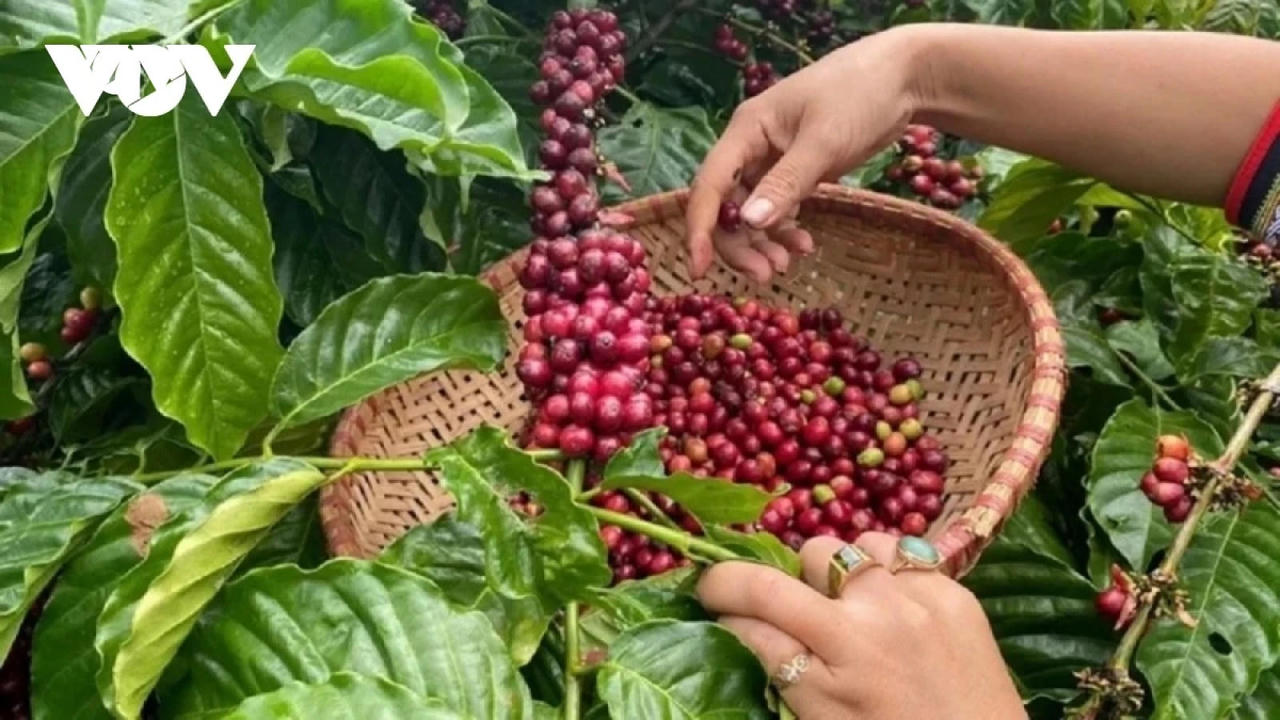 Giá cà phê hôm nay 28/5: Trong nước tăng tiếp lên 88.600 đồng/kg