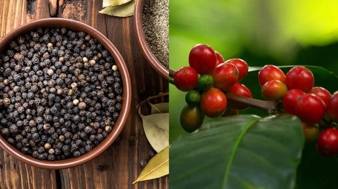 Giá cà phê đồng loạt tăng mạnh, hồ tiêu đi ngang.