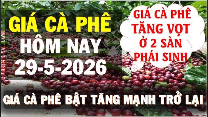Chốt giá cà phê hôm nay 29.5: Bật tăng mạnh