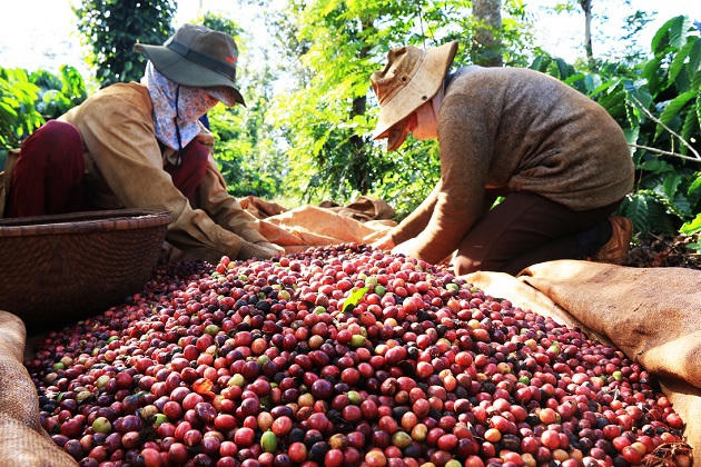 Giá cà phê hôm nay 30/5: Tiến sát mốc 90.000 đồng/kg
