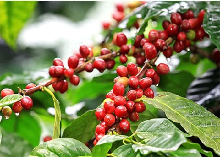 Chốt giá cà phê hôm nay 30.5: giảm mạnh ở cả trong nước và thế giới
