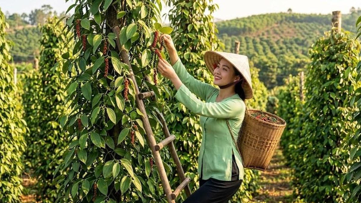Giá hồ tiêu hôm nay 1.6: dao động 137.000-142.000 đồng/kg