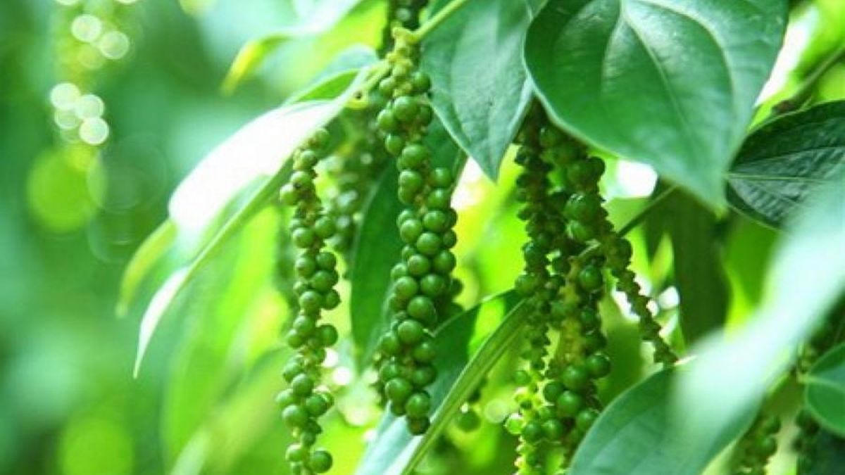 Giá hồ tiêu hôm nay (chiều 2/6/2026): Giảm rất mạnh