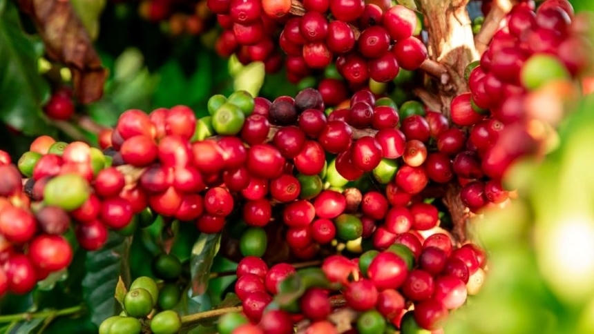 Giá cà phê hôm nay 2/6: Robusta, Arabica đồng loạt tăng mạnh