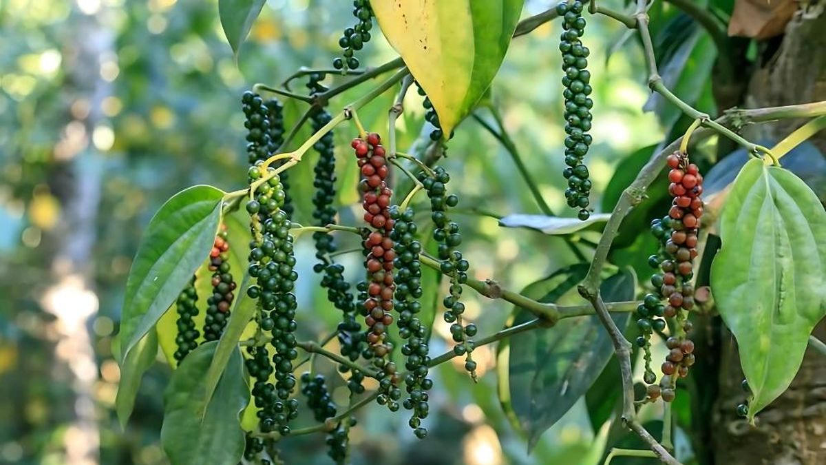 Giá tiêu hôm nay (chiều 3/6/2026): Trong nước ổn định 136.000-139.000 đồng/kg