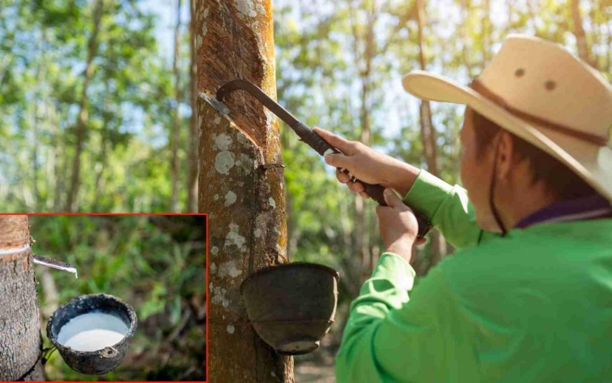Giá cao su hôm nay 3/6: Thế giới phân hóa, trong nước giữ nguyên