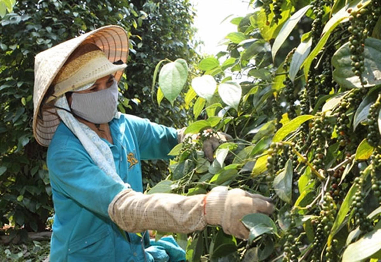 Giá hồ tiêu hôm nay 5.6: Hậu đà điều chỉnh, giá hồ tiêu bất ngờ tăng đồng loạt, thiết lập đỉnh mới 140.000 đồng/kg