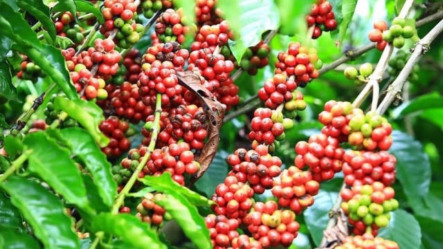 Giá cà phê hôm nay (sáng 5/6): Giảm xuống còn 85.300 đồng/kg