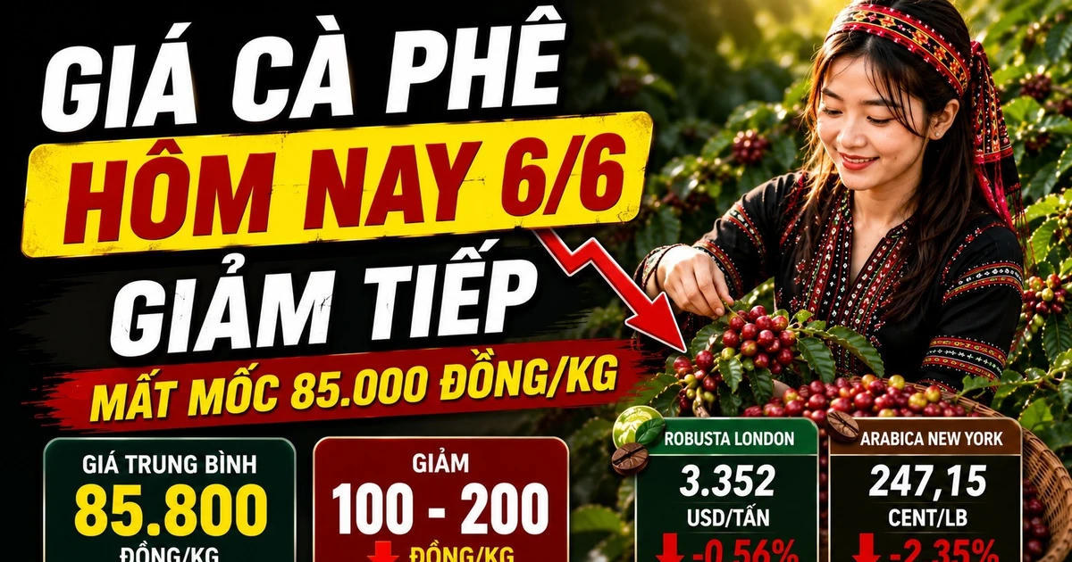 Chốt giá cà phê hôm nay 6/6: Tiếp tục giảm 