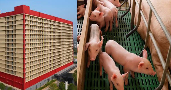 Hà Nội xem xét tổ hợp chăn nuôi lợn trong nhà cao tầng quy mô 220ha