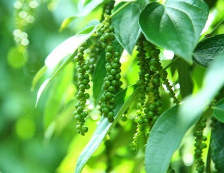 Chốt giá tiêu hôm nay 6/6: Giữ vững 137.000 - 140.000 đồng/kg