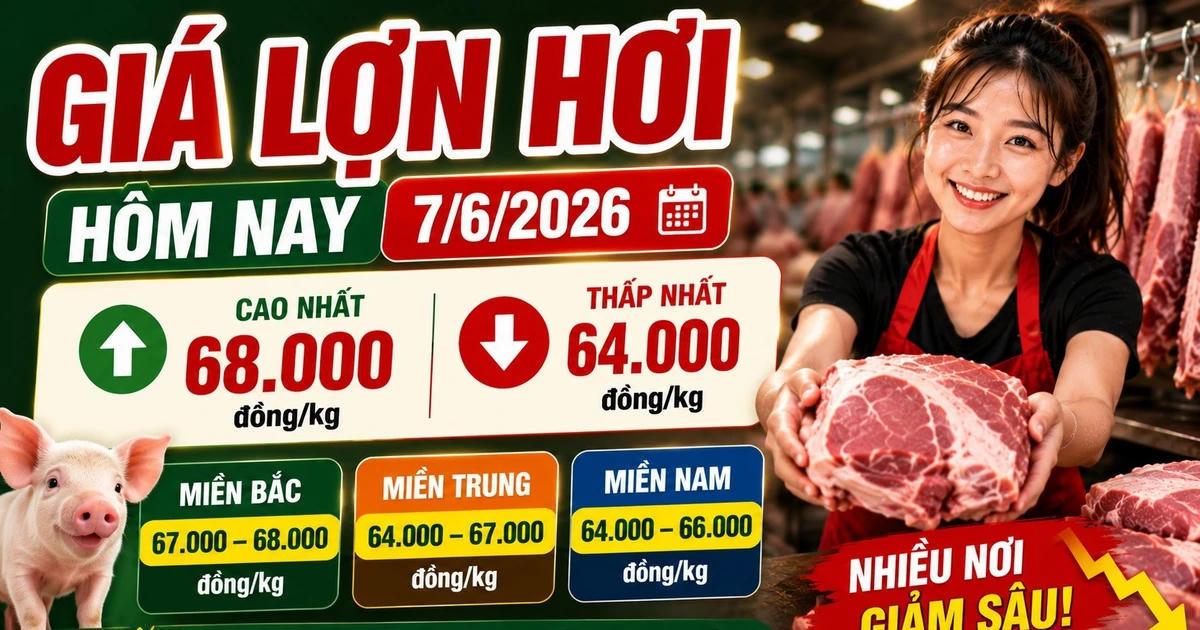Giá lợn hơi hôm nay 7/6: Chênh lệch 4.000 đồng/kg giữa các vùng