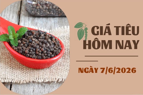 Chốt giá hồ tiêu hôm nay 7/6: Lên đỉnh, các vùng trọng điểm lên 140.000/kg