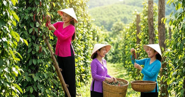 Giá tiêu hôm nay (sáng 9/6/2026): Giao dịch 137.000-140.000 đồng/kg, giữ ổn định
