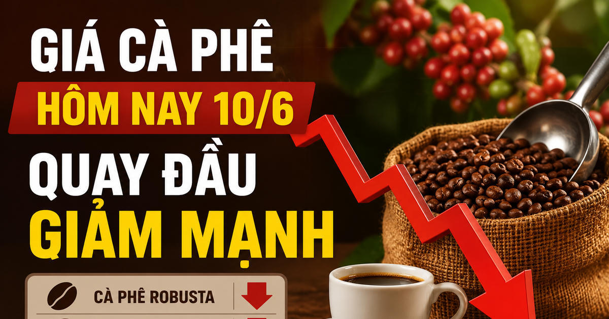 Chốt giá cà phê hôm nay 10/6: Các vùng trọng điểm giảm mạnh