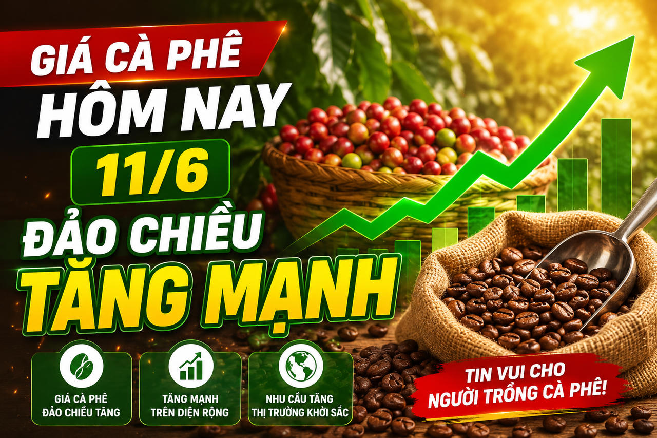 Chốt giá cà phê hôm nay 11/6: Đồng loạt tăng mạnh trên các sàn