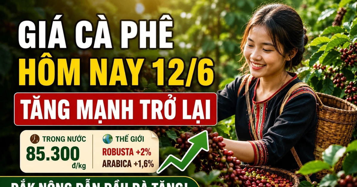 Giá cà phê hôm nay 12/6: Đồng loạt tăng mạnh 500-600 đồng/kg