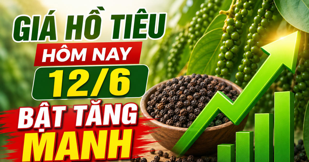 Chốt giá hồ tiêu hôm nay 12/6: Quay xe tăng mạnh
