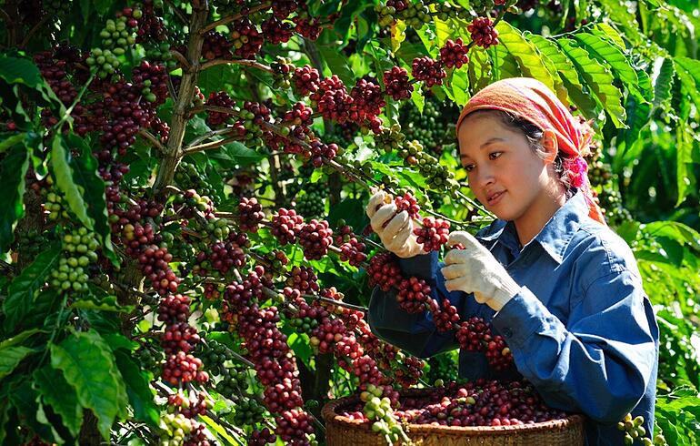 Giá cà phê hôm nay (trưa 13/6/2026): Tăng rất mạnh lên 87.700 đồng/kg, người dân cực vui