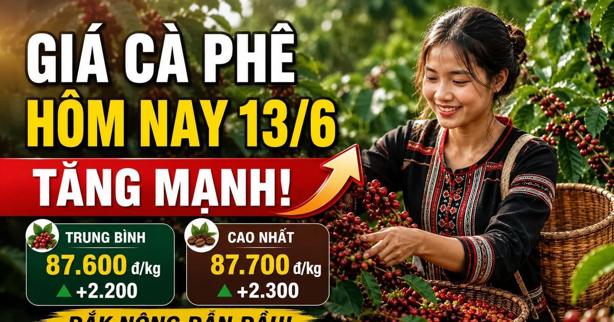 Giá cà phê hôm nay sáng 13/6: Tăng phi mã 2.200-2.300 đồng/kg ở Tây Nguyên