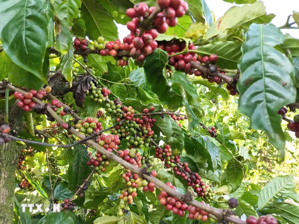 Giá cà phê thế giới tăng cực mạnh