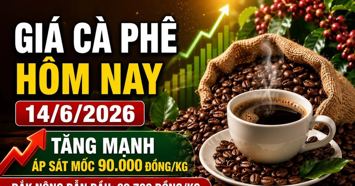 Giá cà phê hôm nay sáng 14/6: Tăng rất mạnh, Tây Nguyên áp sát 90.000 đồng/kg