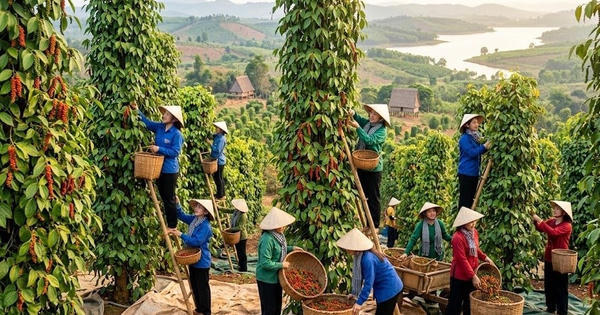 Chốt giá hồ tiêu hôm nay 16.6: Bất ngờ quay đầu giảm ở các vùng trọng điểm