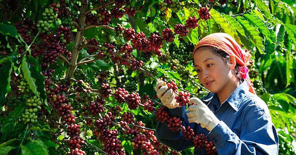 Chốt giá cà phê hôm nay 17/6: Đồng loạt quay đầu giảm mạnh