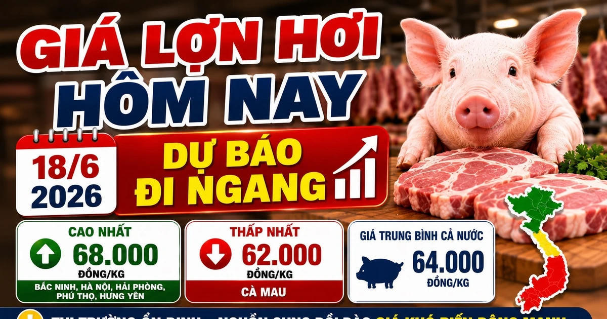 Giá lợn hơi hôm nay 18/6: Miền Bắc cao nhất 68.000 đồng/kg