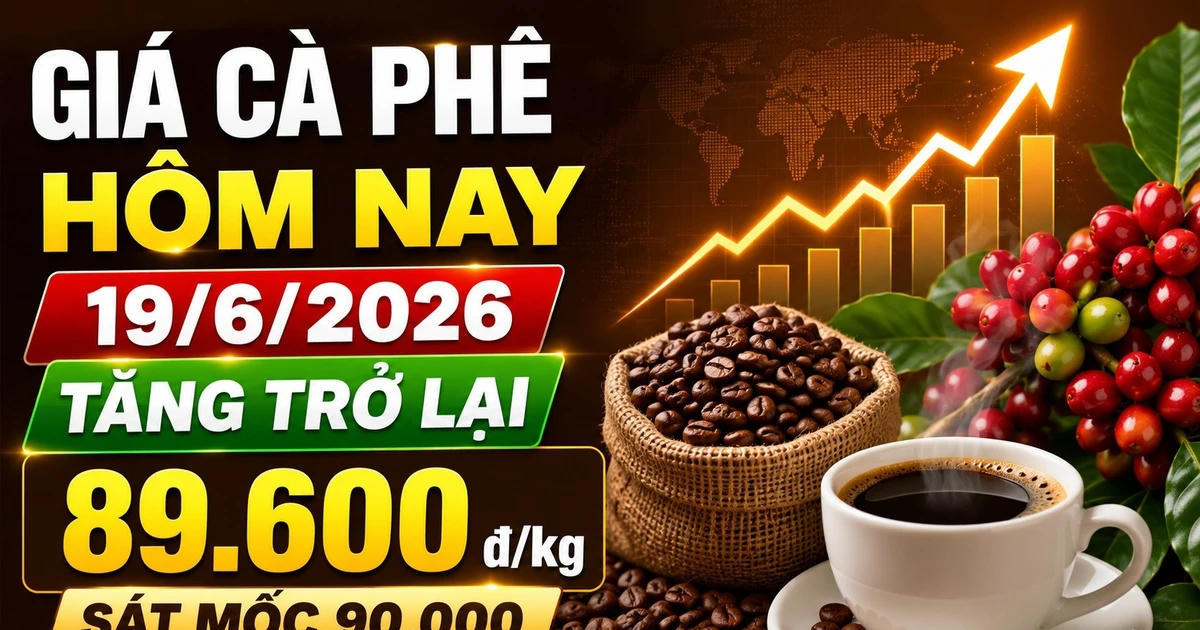 Giá cà phê hôm nay sáng 19/6: Tăng mạnh áp sát mốc 90.000 đồng/kg