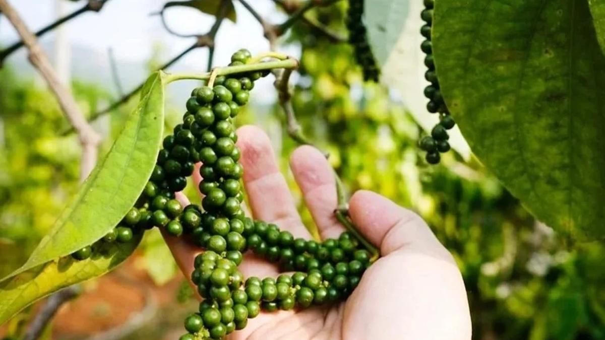 Chốt giá hồ tiêu hôm nay 21/6/2026: Giảm mạnh, còn 136.000-138.000 đồng/kg