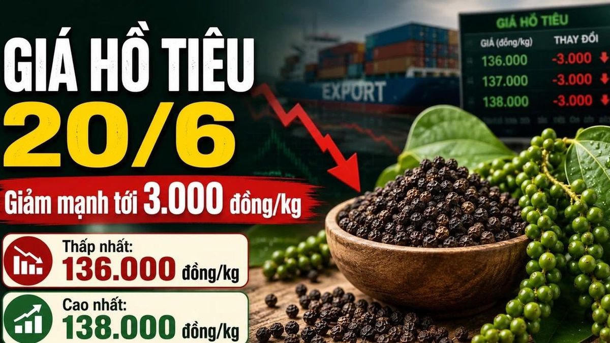 Chốt giá hồ tiêu hôm nay 20/6: Đi ngang sau cú sập mạnh