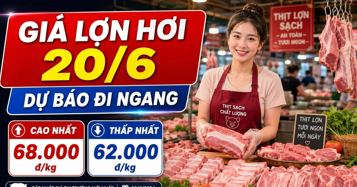Giá lợn hơi 20/6: Miền Bắc 68.000 đồng/kg, miền Nam 62.000 đồng/kg
