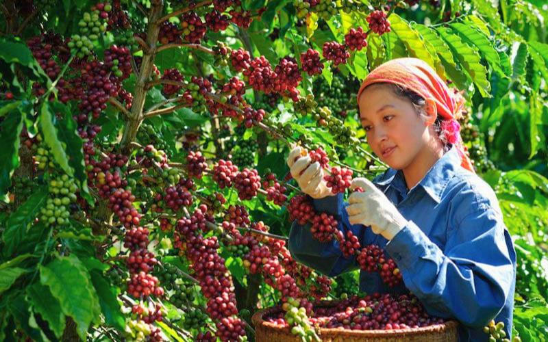 Chốt giá cà phê hôm nay 20/6: Quay đầu giảm mạnh
