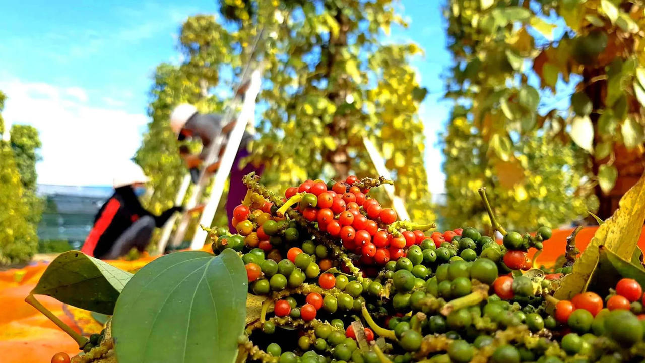 Giá tiêu hôm nay 21/6: Mất mốc 140.000 đồng/kg