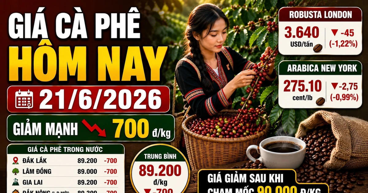 Chốt giá cà phê hôm nay 21/6: Quay đầu giảm mạnh 700 đồng/kg