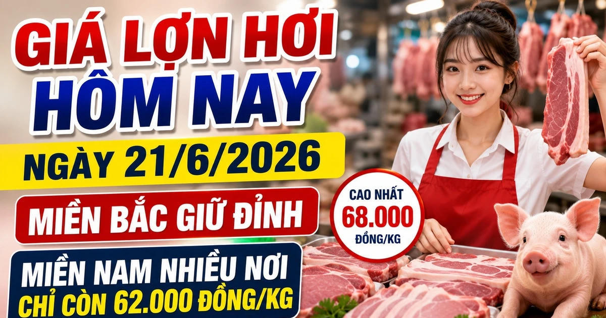 Giá lợn hơi hôm nay 21/6: Miền Bắc giữ đỉnh 68.000 đồng/kg